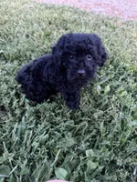 Sammy, a male Poodle - Miniature  for sale in Rolla, MO – 4 of 6