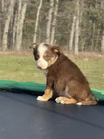 Zoey, a female Australian Shepherd and Border Collie for sale in Rolla, MO – Photo 8 of 10