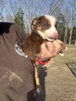 Zoey, a female Australian Shepherd and Border Collie for sale in Rolla, MO – Photo 5 of 10