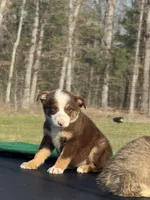Zoey, a female Australian Shepherd and Border Collie for sale in Rolla, MO – Photo 10 of 10