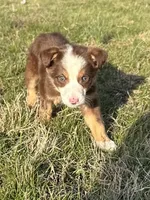 Zoey, a female Australian Shepherd and Border Collie for sale in Rolla, MO – Photo 2 of 10