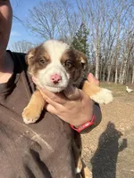 Zoey, a female Australian Shepherd and Border Collie for sale in Rolla, MO – Photo 4 of 10