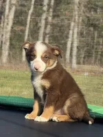 Zoey, a female Australian Shepherd and Border Collie for sale in Rolla, MO – Photo 1 of 10