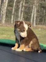 Zoey, a female Australian Shepherd and Border Collie for sale in Rolla, MO – Photo 9 of 10
