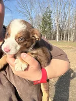 Zoey, a female Australian Shepherd and Border Collie for sale in Rolla, MO – Photo 7 of 10