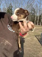 Zoey, a female Australian Shepherd and Border Collie for sale in Rolla, MO – Photo 6 of 10