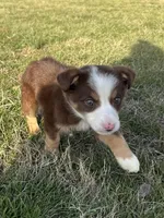 Zoey, a female Australian Shepherd and Border Collie for sale in Rolla, MO – Photo 3 of 10