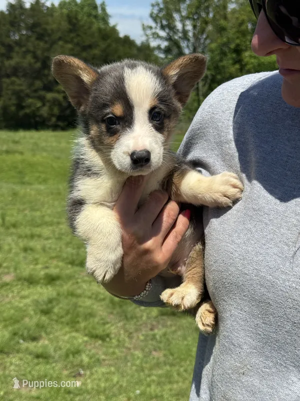 Bluie – Pembroke Welsh Corgi puppy for sale in Rolla, MO