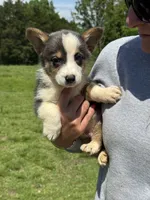 Bluie, a male Pembroke Welsh Corgi for sale in Rolla, MO – 1 of 6