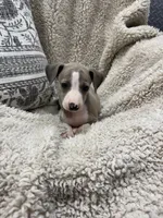Spice, a female Italian Greyhound for sale in Rolla, MO – 3 of 6