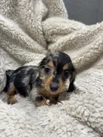 Esmeralda, a female Miniature Dachshund for sale in Rolla, MO – 3 of 10