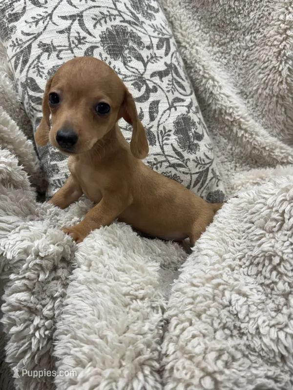 Courtney – Miniature Dachshund puppy for sale in Rolla, MO