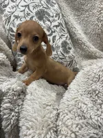 Courtney, a female Miniature Dachshund for sale in Rolla, MO – 1 of 9