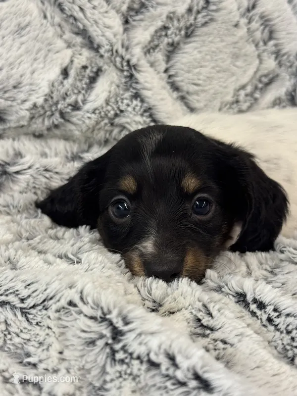 Kristi – Miniature Dachshund puppy for sale in Rolla, MO