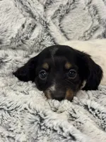 Kristi, a female Miniature Dachshund for sale in Rolla, MO – 1 of 7