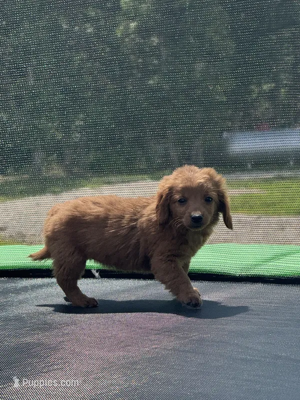Laura – Miniature Goldendoodle puppy for sale in Rolla, MO