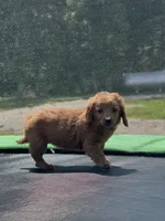 Laura, a female Miniature Goldendoodle for sale in Rolla, MO – 1 of 7