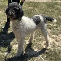 Bailey, a female Poodle - Standard  for sale in Rolla, MO – Photo 9 of 10