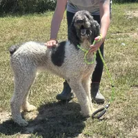 Bailey, a female Poodle - Standard  for sale in Rolla, MO – Photo 1 of 10