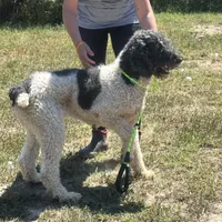 Bailey, a female Poodle - Standard  for sale in Rolla, MO – Photo 5 of 10