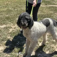 Bailey, a female Poodle - Standard  for sale in Rolla, MO – Photo 6 of 10