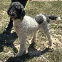 Bailey, a female Poodle - Standard  for sale in Rolla, MO – Photo 2 of 10