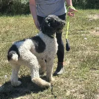 Bailey, a female Poodle - Standard  for sale in Rolla, MO – Photo 8 of 10