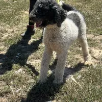 Bailey, a female Poodle - Standard  for sale in Rolla, MO – Photo 4 of 10