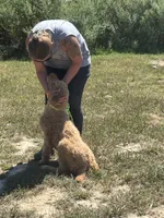 Reba, a female Poodle - Standard  for sale in Rolla, MO – Photo 4 of 5