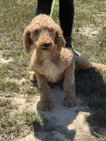 Reba, a female Poodle - Standard  for sale in Rolla, MO – Photo 2 of 5