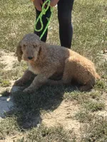 Reba, a female Poodle - Standard  for sale in Rolla, MO – Photo 3 of 5