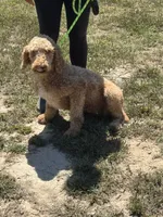 Reba, a female Poodle - Standard  for sale in Rolla, MO – Photo 5 of 5