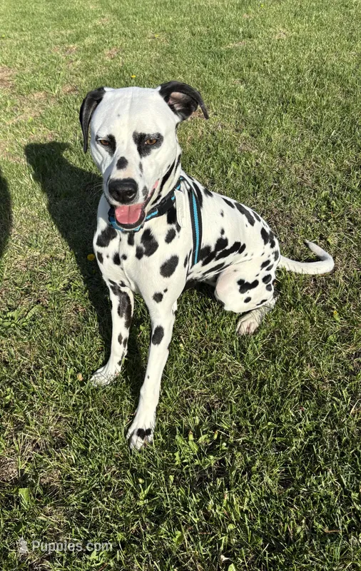 Pickles , a female Dalmatian for sale in Rolla, MO – Photo 1 of 3