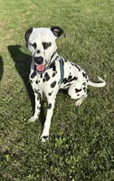 Pickles , a female Dalmatian for sale in Rolla, MO – Photo 1 of 3