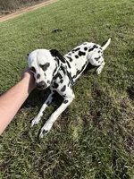 Pickles , a female Dalmatian for sale in Rolla, MO – Photo 3 of 3