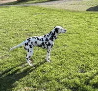 Pickles , a female Dalmatian for sale in Rolla, MO – Photo 2 of 3