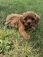 Mikey, a male Cavapoo for sale in Rolla, MO – 3 of 5