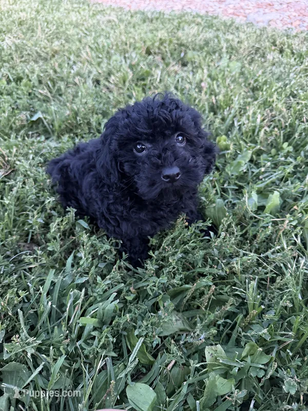 Sammy – Poodle - Miniature  puppy for sale in Rolla, MO