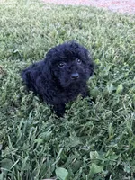 Sammy, a male Poodle - Miniature  for sale in Rolla, MO – 1 of 6