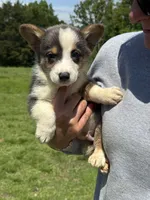 Bluie, a male Pembroke Welsh Corgi for sale in Rolla, MO – 4 of 6