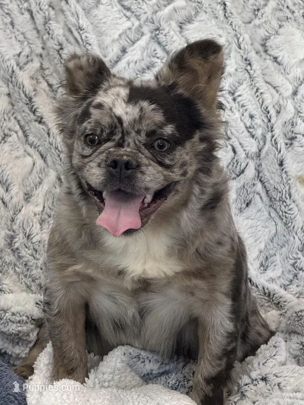 Tillie – French Bulldog puppy for sale in Rolla, MO