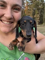 Millie Mae, a female Miniature Dachshund for sale in Rolla, MO – Photo 2 of 4