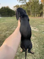 Millie Mae, a female Miniature Dachshund for sale in Rolla, MO – Photo 4 of 4