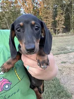 Millie Mae, a female Miniature Dachshund for sale in Rolla, MO – Photo 3 of 4