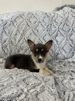 Maizie, a female Pembroke Welsh Corgi for sale in Rolla, MO – 4 of 5