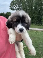 Rose, a female Great Pyrenees for sale in Rolla, MO – 2 of 3