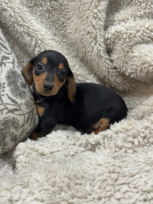 Thomas – Miniature Dachshund puppy for sale in Rolla, MO