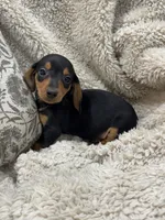 Thomas, a male Miniature Dachshund for sale in Rolla, MO – 1 of 6