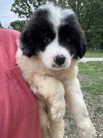 Remi, a female Great Pyrenees for sale in Rolla, MO – 4 of 5