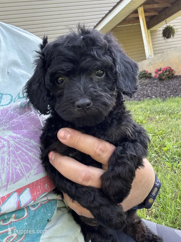 Ariel  – Poodle - Toy  puppy for sale in Rolla, MO